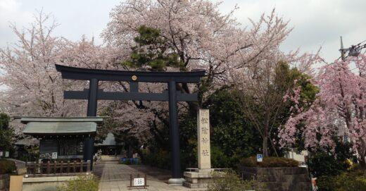 桜舞う季節、春がやってきましたね！